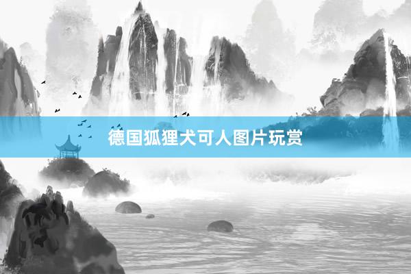 德国狐狸犬可人图片玩赏